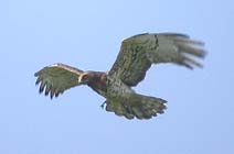 Birds of Extremadura, Spain - Short-toed Eagle © John Muddeman